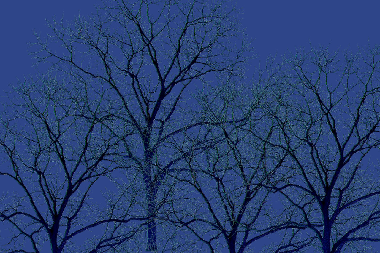 Bare trees against a twilight sky